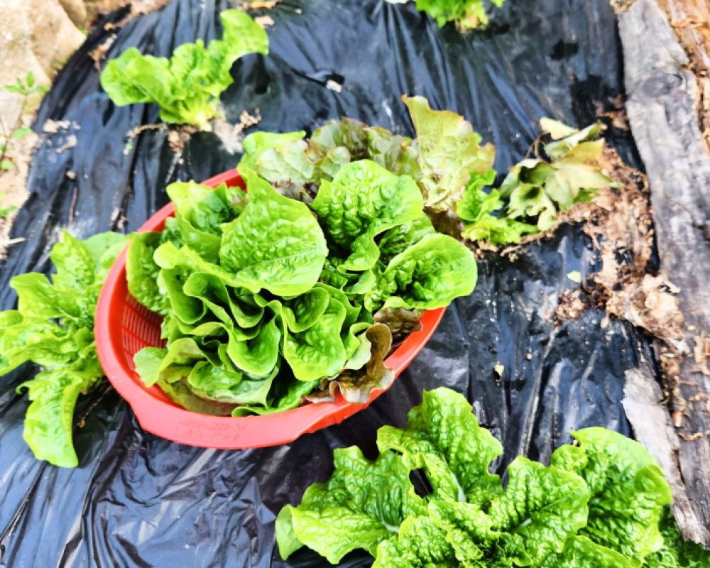 여름철 쌈채 무료 제공